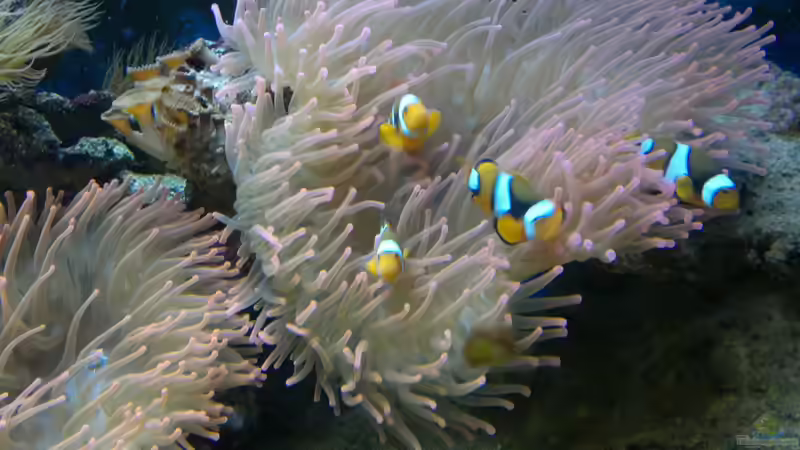 Besatz im Aquarium Becken 2664 von Thomas38 (11)