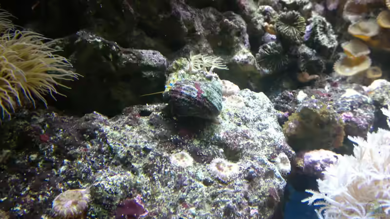 Besatz im Aquarium Becken 2664 von Thomas38 (12)