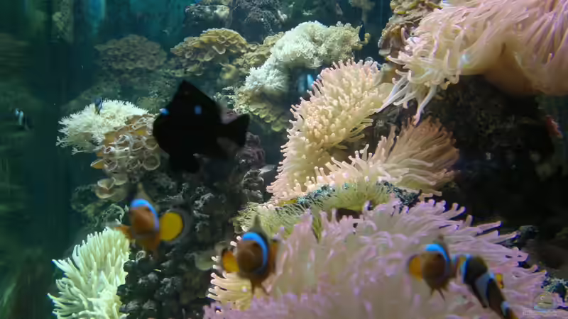 Besatz im Aquarium Becken 2664 von Thomas38 (13)