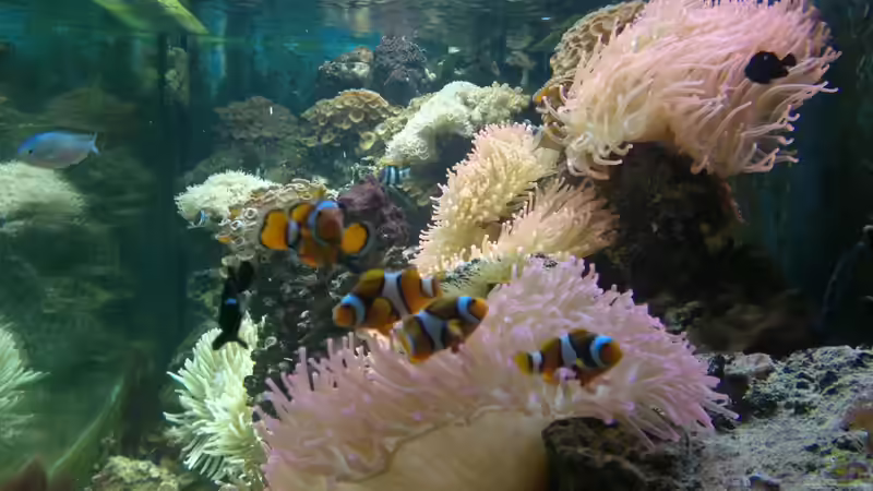 Besatz im Aquarium Becken 2664 von Thomas38 (6)