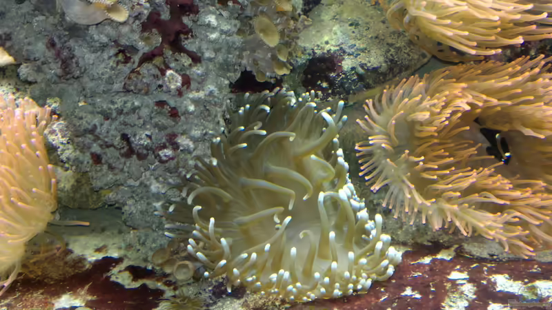 Besatz im Aquarium Becken 2664 von Thomas38 (8)