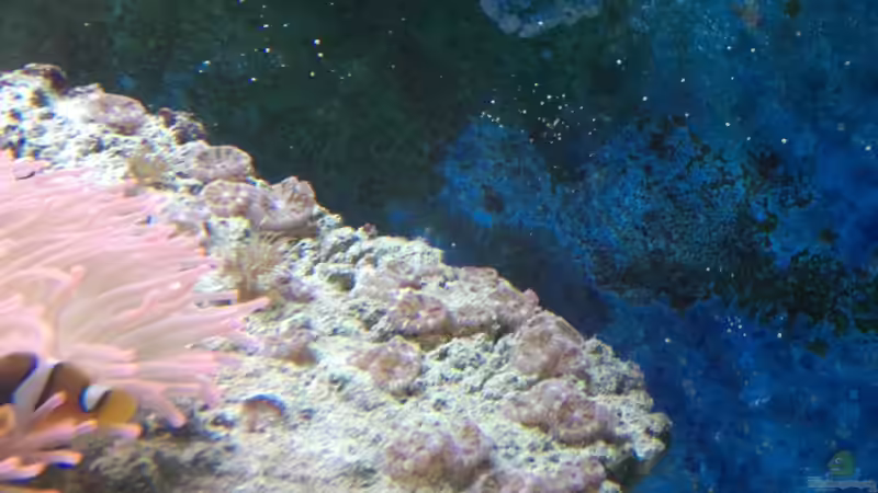 Besatz im Aquarium Becken 2664 von Thomas38 (9)