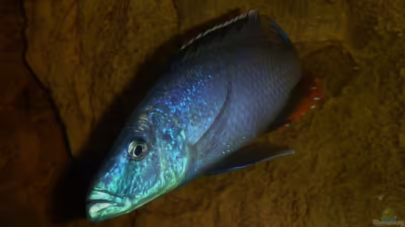 Besatz im Aquarium Becken 26661 aufgelöst von namaycushfreak (19)