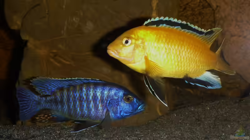 Besatz im Aquarium Becken 26661 aufgelöst von namaycushfreak (21)