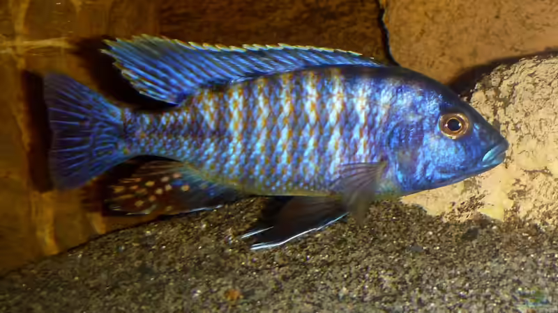 Besatz im Aquarium Becken 26661 aufgelöst von namaycushfreak (22)