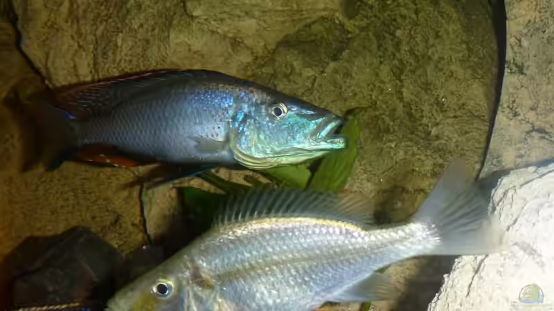 Besatz im Aquarium Becken 26661 aufgelöst von namaycushfreak (24)