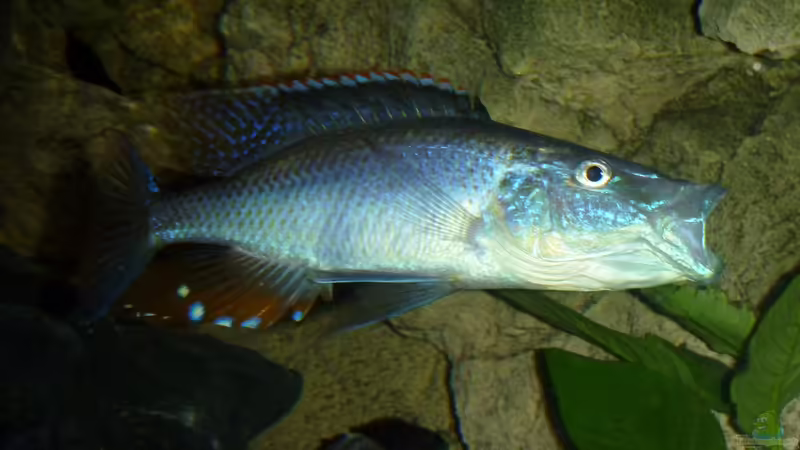 Besatz im Aquarium Becken 26661 aufgelöst von namaycushfreak (25)