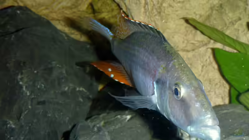 Besatz im Aquarium Becken 26661 aufgelöst von namaycushfreak (26)