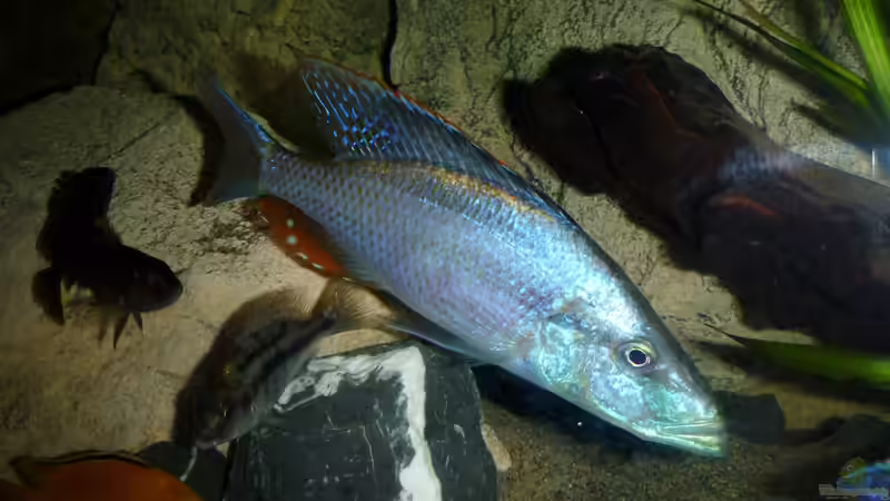 Besatz im Aquarium Becken 26661 aufgelöst von namaycushfreak (27)