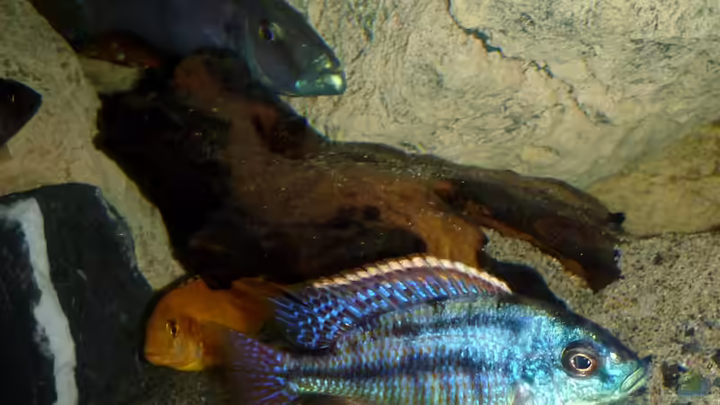 Besatz im Aquarium Becken 26661 aufgelöst von namaycushfreak (28)