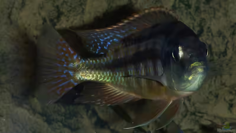 Besatz im Aquarium Becken 26661 aufgelöst von namaycushfreak (29)