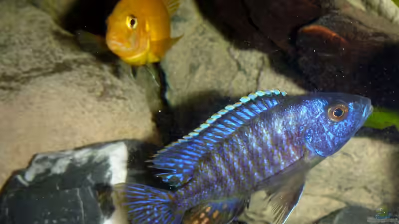 Besatz im Aquarium Becken 26661 aufgelöst von namaycushfreak (30)