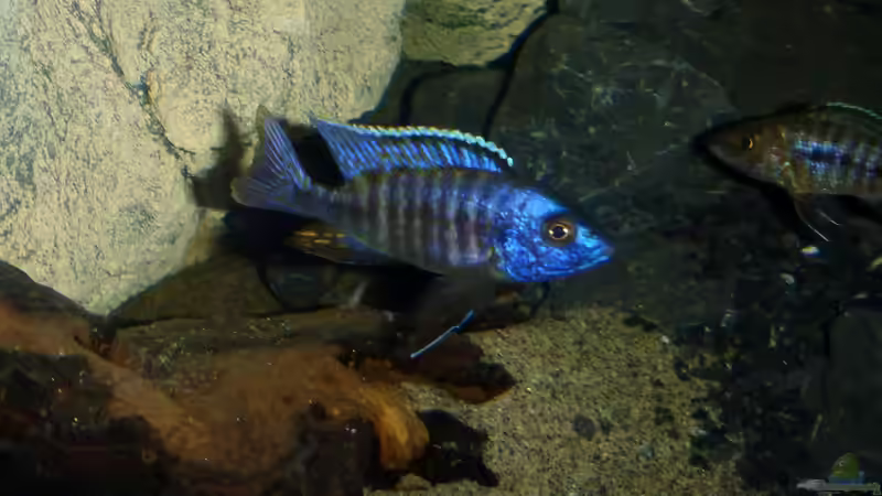 Besatz im Aquarium Becken 26661 aufgelöst von namaycushfreak (31)