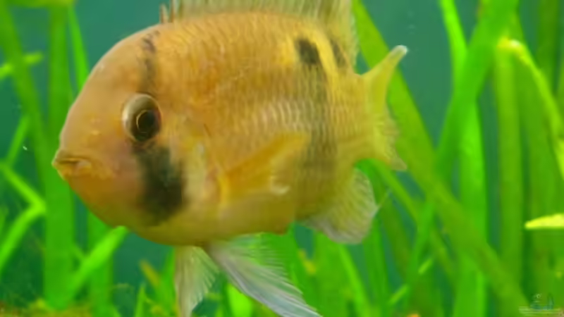 Besatz im Aquarium Becken 2669 von Daniel_ (15)