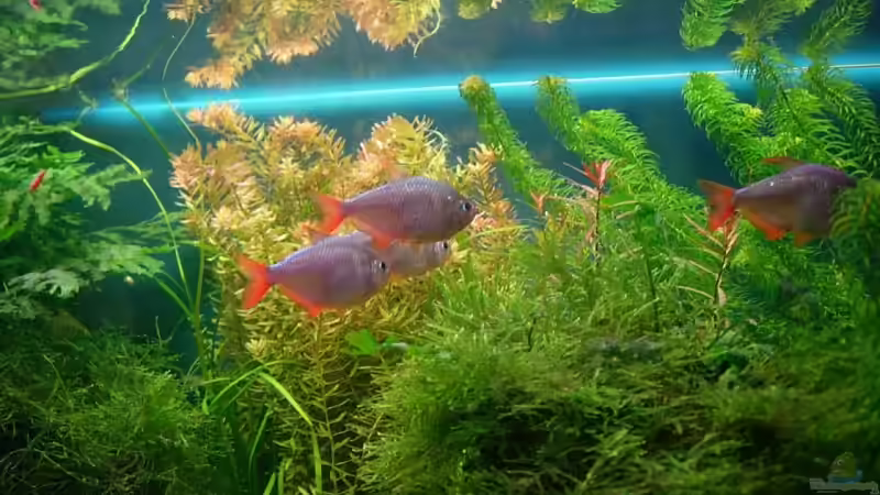 Besatz im Aquarium Becken 2669 von Daniel_ (19)