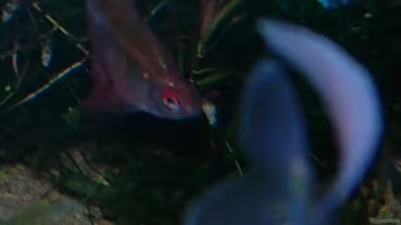 Besatz im Aquarium Becken 2669 von Daniel_ (22)