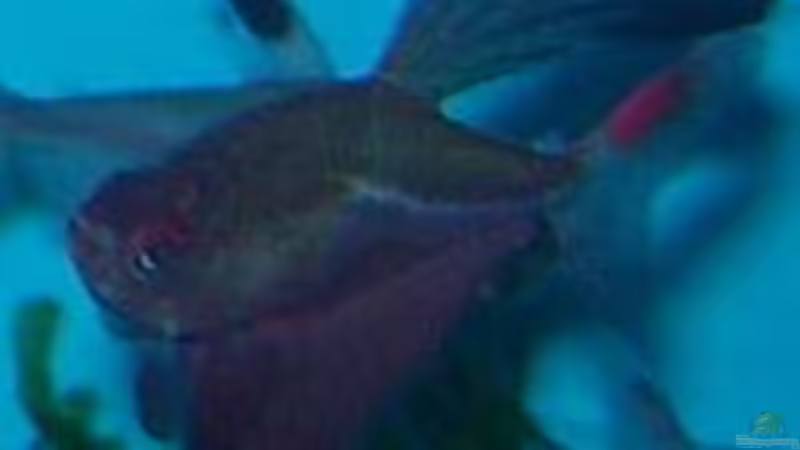 Besatz im Aquarium Becken 2669 von Daniel_ (23)