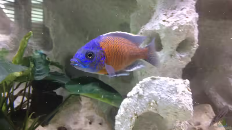 Besatz im Aquarium Becken 26703 von F.I.E.T.E. (27)