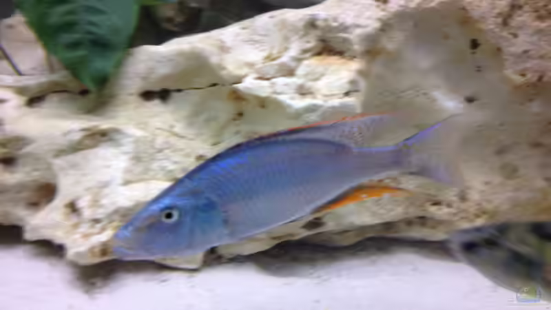 Besatz im Aquarium Becken 26703 von F.I.E.T.E. (28)