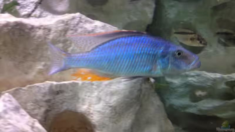 Besatz im Aquarium Becken 26703 von F.I.E.T.E. (29)