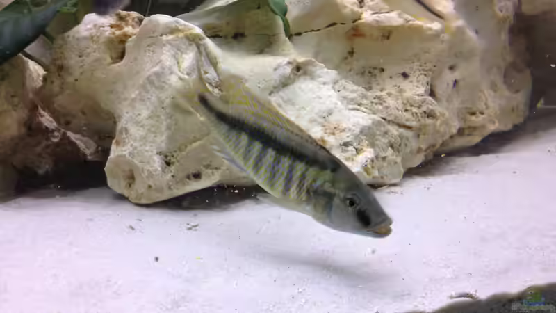 Besatz im Aquarium Becken 26703 von F.I.E.T.E. (30)