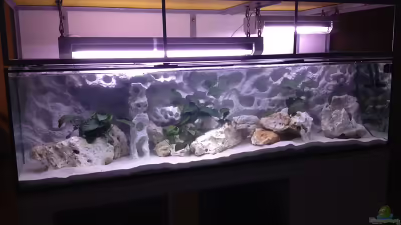 Besatz im Aquarium Becken 26703 von F.I.E.T.E. (32)