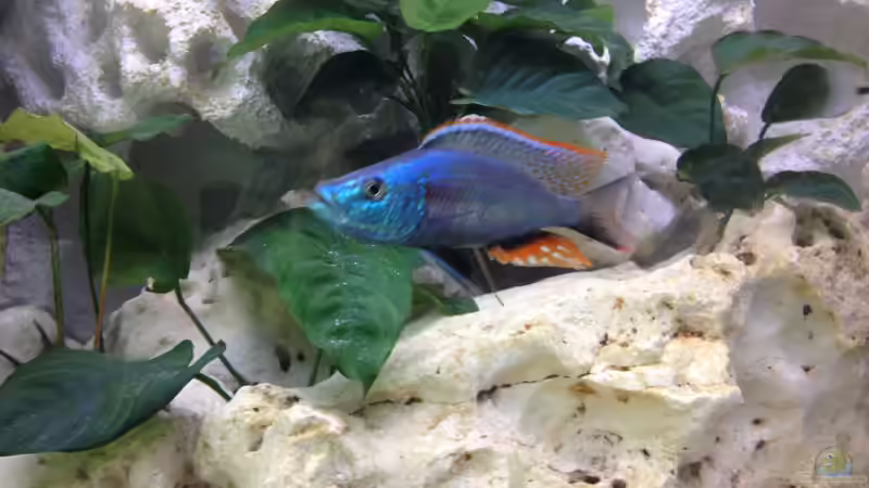 Besatz im Aquarium Becken 26703 von F.I.E.T.E. (35)