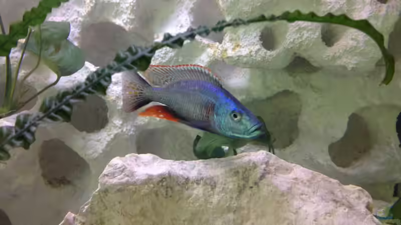 Besatz im Aquarium Becken 26703 von F.I.E.T.E. (36)