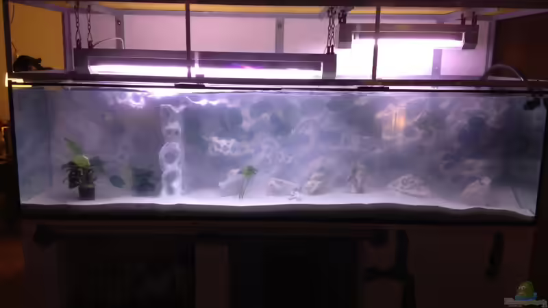 Besatz im Aquarium Becken 26703 von F.I.E.T.E. (38)