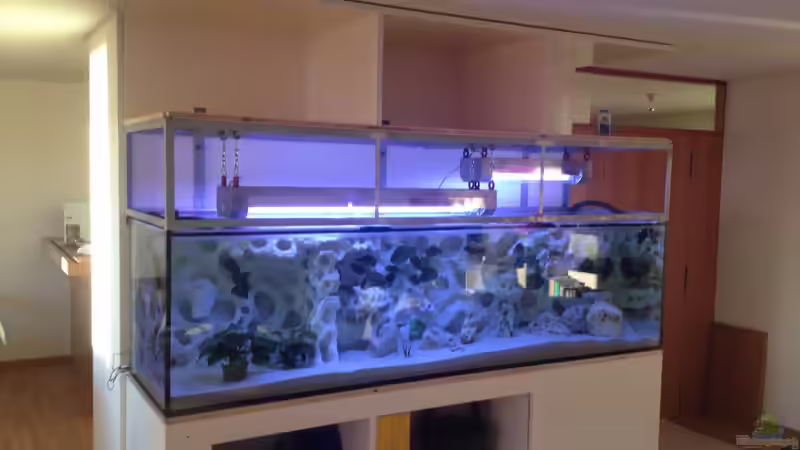 Besatz im Aquarium Becken 26703 von F.I.E.T.E. (39)