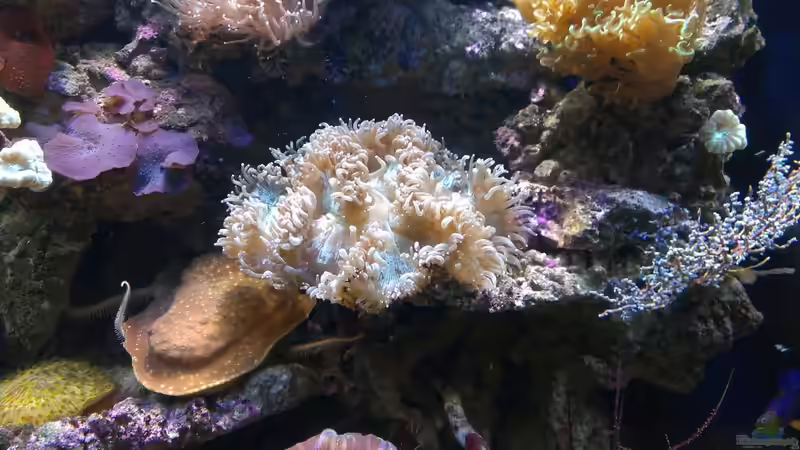 Besatz im Aquarium Becken 26778 von Stefan Eckers (24)