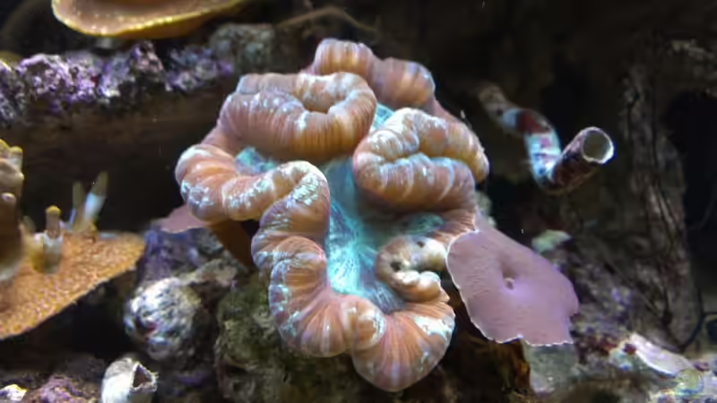 Besatz im Aquarium Becken 26778 von Stefan Eckers (26)