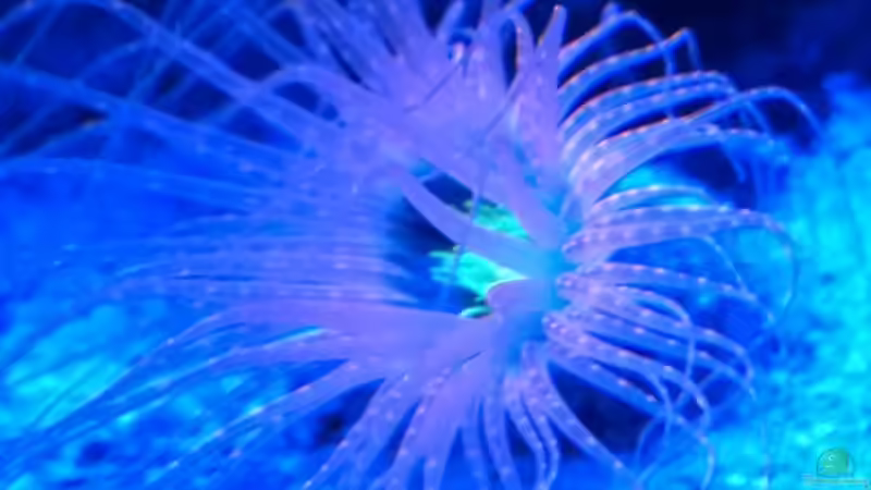 Besatz im Aquarium Becken 26778 von Stefan Eckers (29)