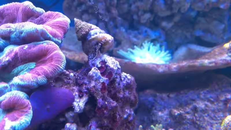 Besatz im Aquarium Becken 26778 von Stefan Eckers (30)