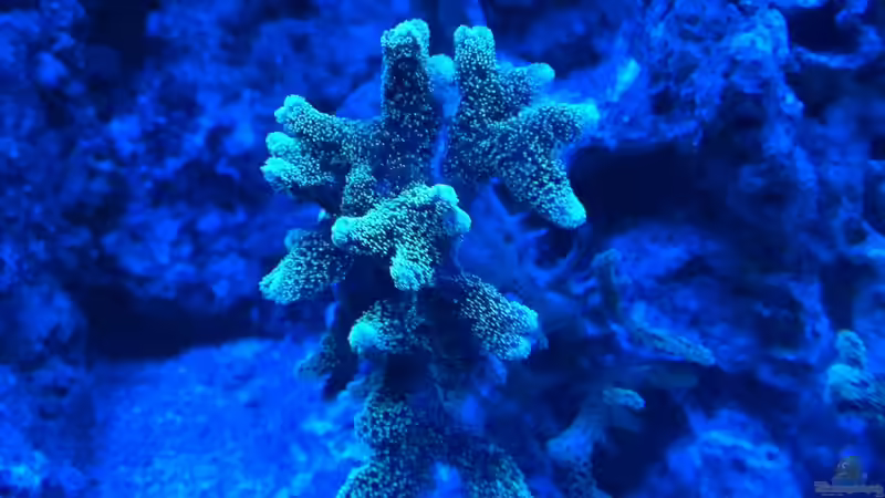 Besatz im Aquarium Becken 26778 von Stefan Eckers (31)