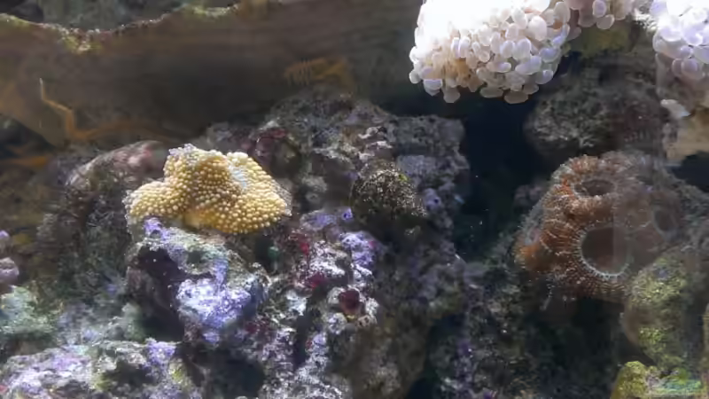 Besatz im Aquarium Becken 26778 von Stefan Eckers (32)