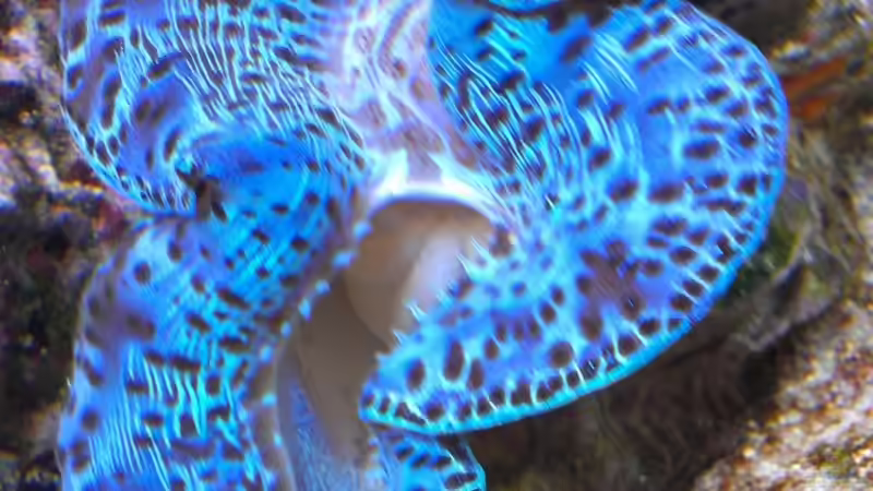 Besatz im Aquarium Becken 26778 von Stefan Eckers (33)