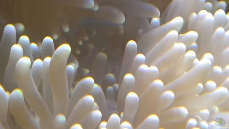 Besatz im Aquarium Becken 26778 von Stefan Eckers (34)