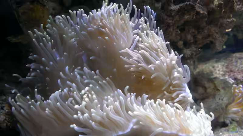 Besatz im Aquarium Becken 26778 von Stefan Eckers (35)