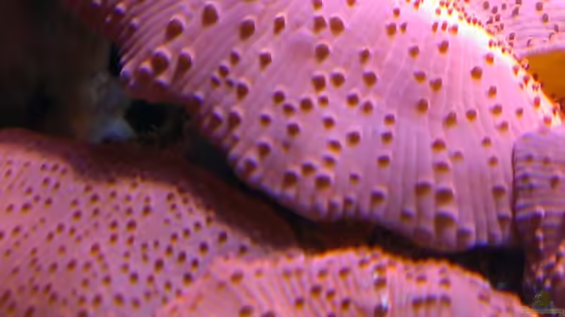 Besatz im Aquarium Becken 26778 von Stefan Eckers (36)