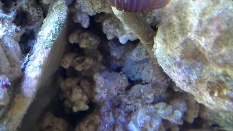 Besatz im Aquarium Becken 26778 von Stefan Eckers (38)