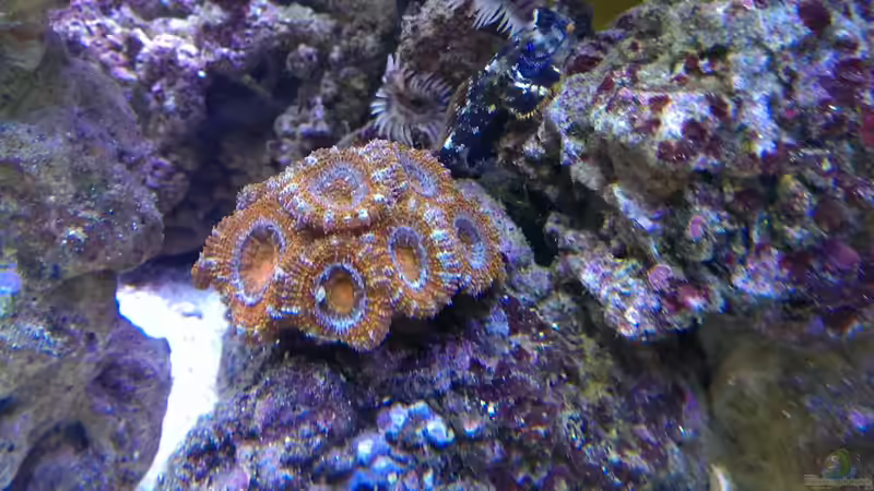 Besatz im Aquarium Becken 26778 von Stefan Eckers (39)