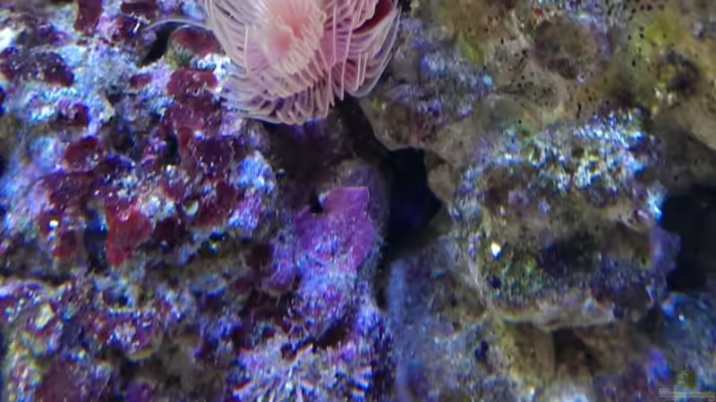 Besatz im Aquarium Becken 26778 von Stefan Eckers (40)