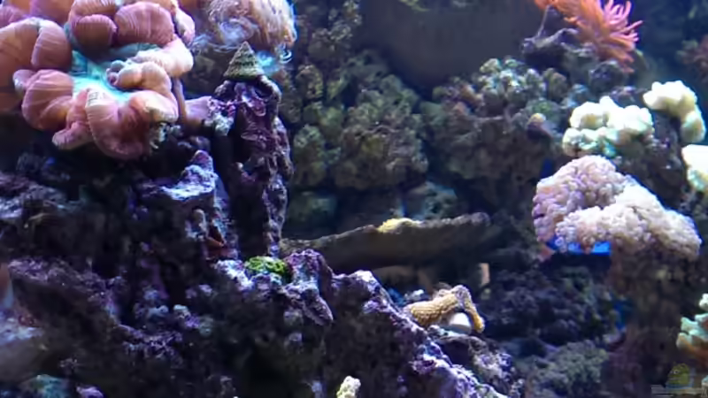 Besatz im Aquarium Becken 26778 von Stefan Eckers (41)