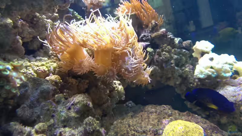 Besatz im Aquarium Becken 26778 von Stefan Eckers (42)