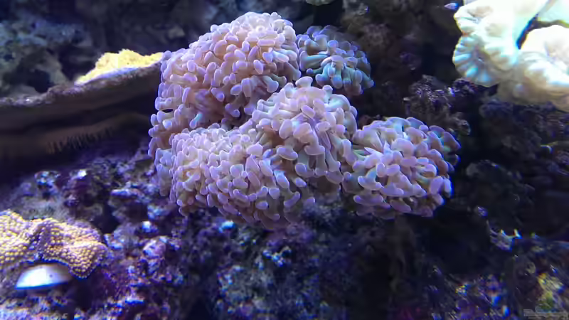 Besatz im Aquarium Becken 26778 von Stefan Eckers (43)