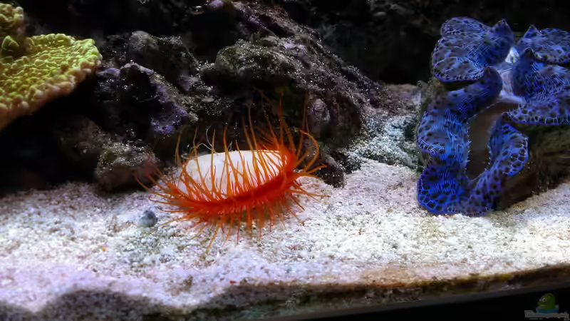 Besatz im Aquarium Becken 26778 von Stefan Eckers (45)