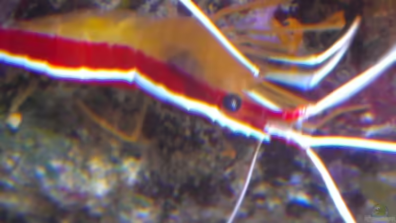 Besatz im Aquarium Becken 26778 von Stefan Eckers (46)