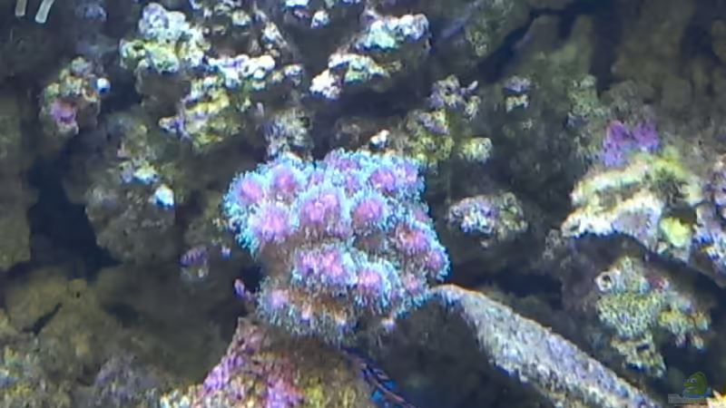 Besatz im Aquarium Becken 26778 von Stefan Eckers (48)