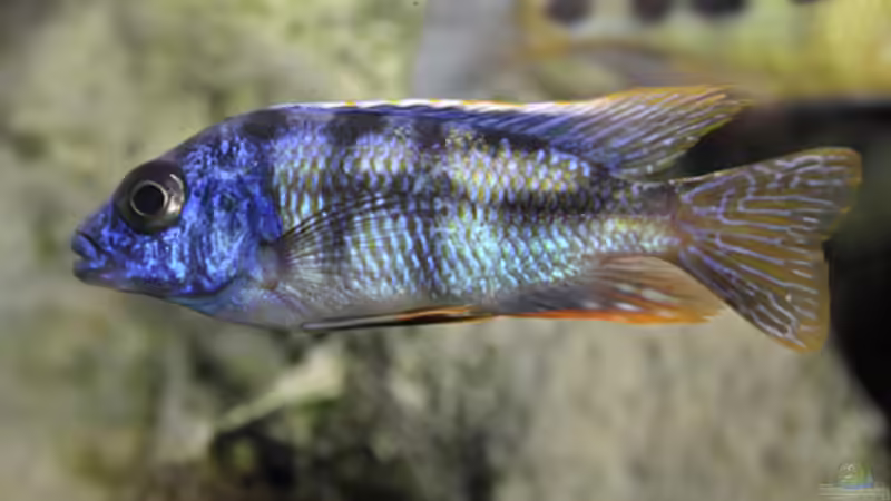 Besatz im Aquarium Becken 268 von Helmut Hollfelder (15)